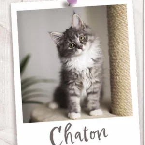 Croquettes pour Chatons