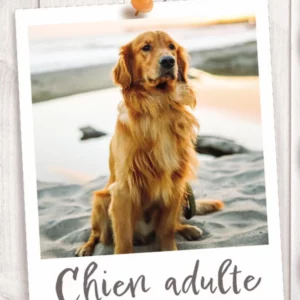 Croquettes pour Chiens Adulte